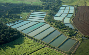 Quaresma 2026 aquece consumo de peixe no Brasil e reforça avanço da piscicultura