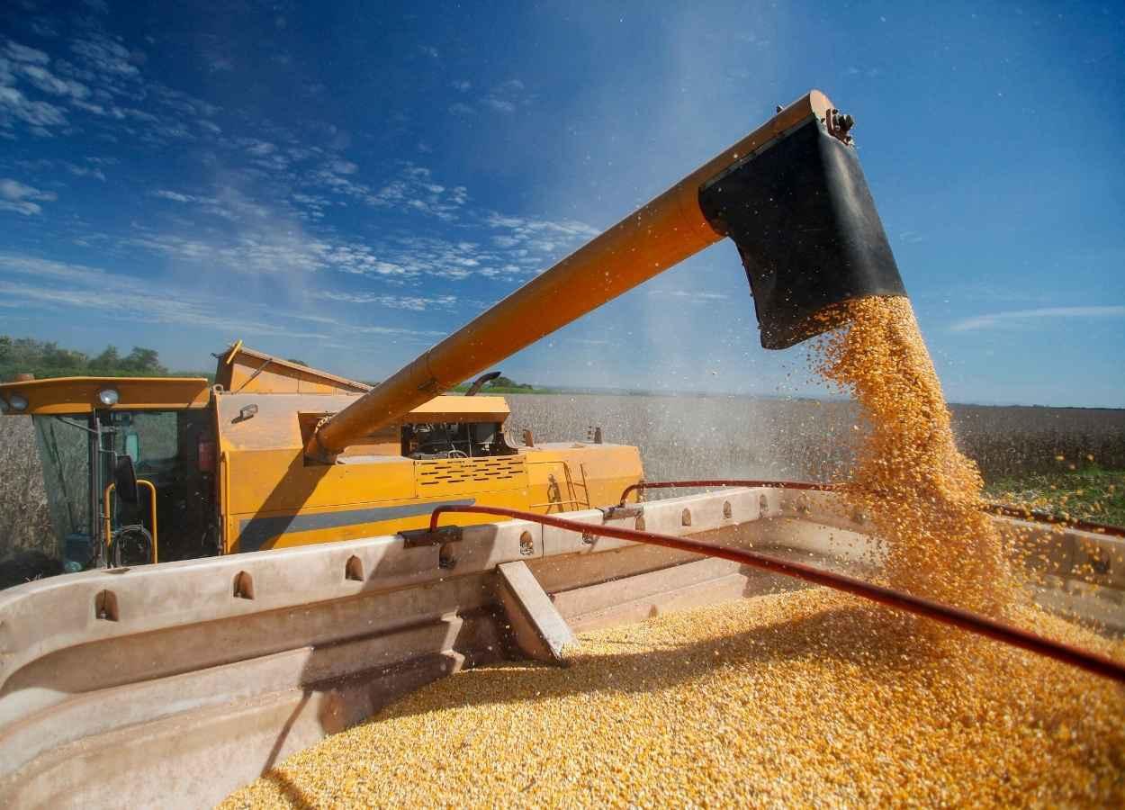 Colheitadeira realiza a colheita de milho em lavoura de Mato Grosso durante a segunda safra.