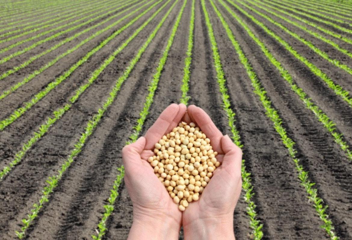 Mais produtividade, economia e preservação ambiental no agro de MT