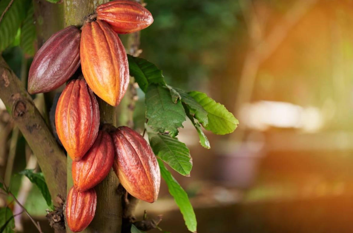 Mato Grosso aposta na cacauicultura